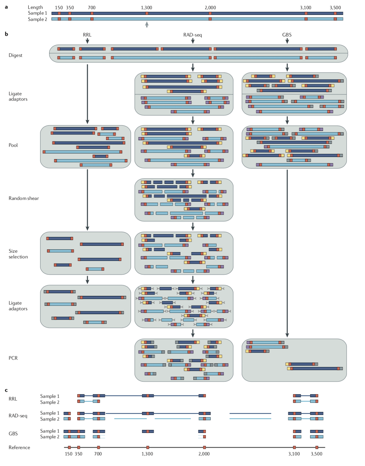radseq_methods